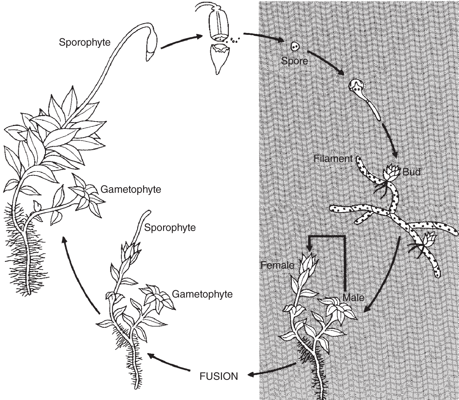 Illustration depicting the life cycle of a moss - spores divide mitotically and gametes unite through sexual reproduction, and fertilization occurs.