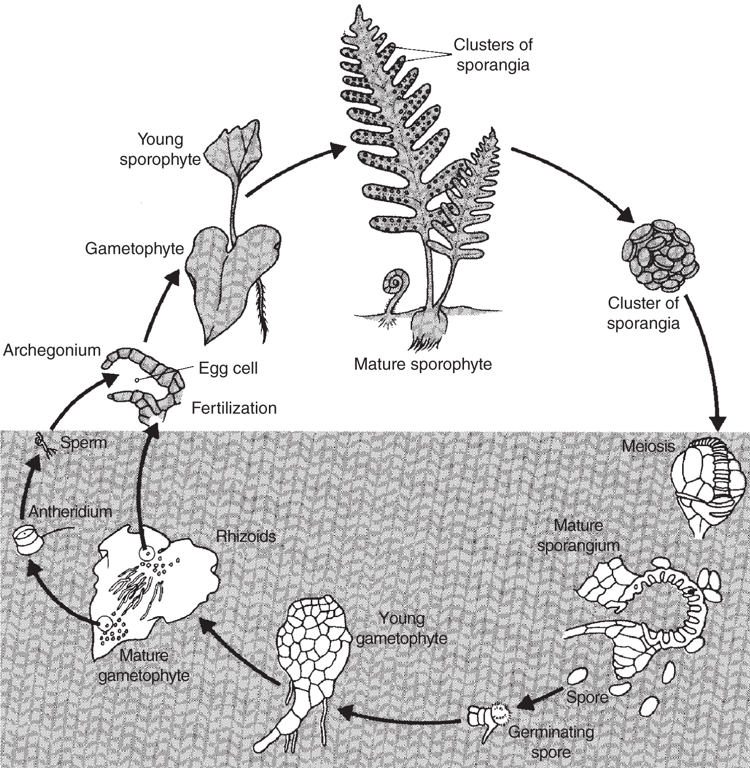 Illustration depicting the life cycle of a fern. Clusters of sporangia undergo meiosis to become mature sporangium and finally a young sporophyte after fertilization.