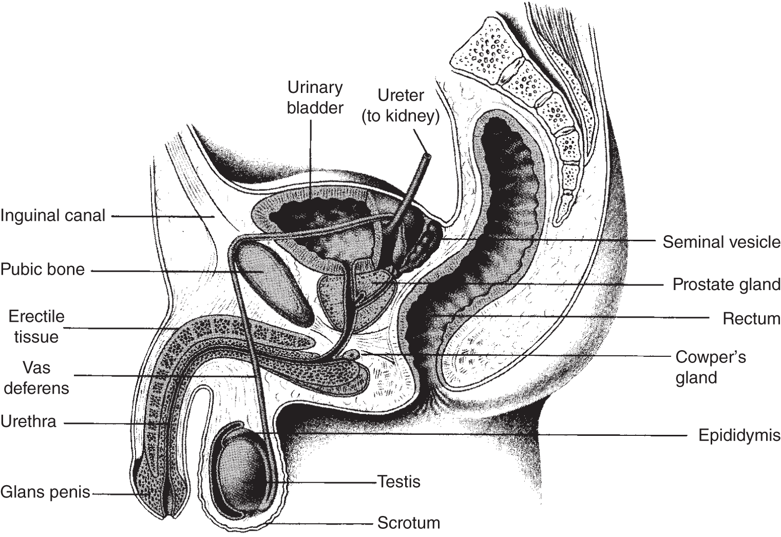 Diagram of the reproductive system of the human male consisting of an inguinal canal, seminal vesicle, prostate gland, erectile tissue, vas deferens, glans penis, testis, and scrotum.