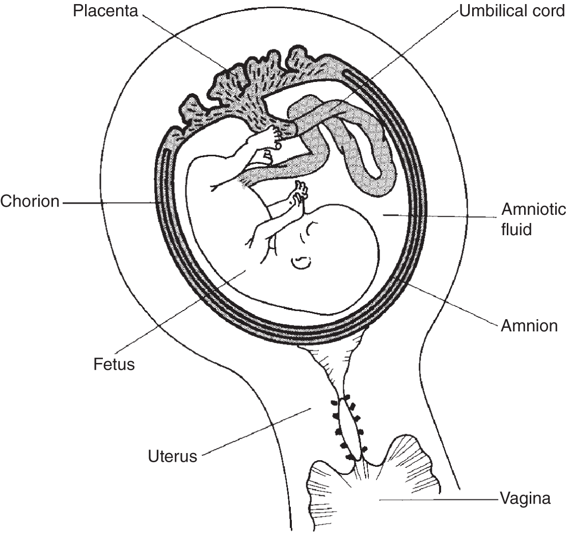 Diagram of the human fetus and its fetal structures inside the mother's uterus consisting of umbilical cord, placenta, chorion, amniotic fluid, and amnion.