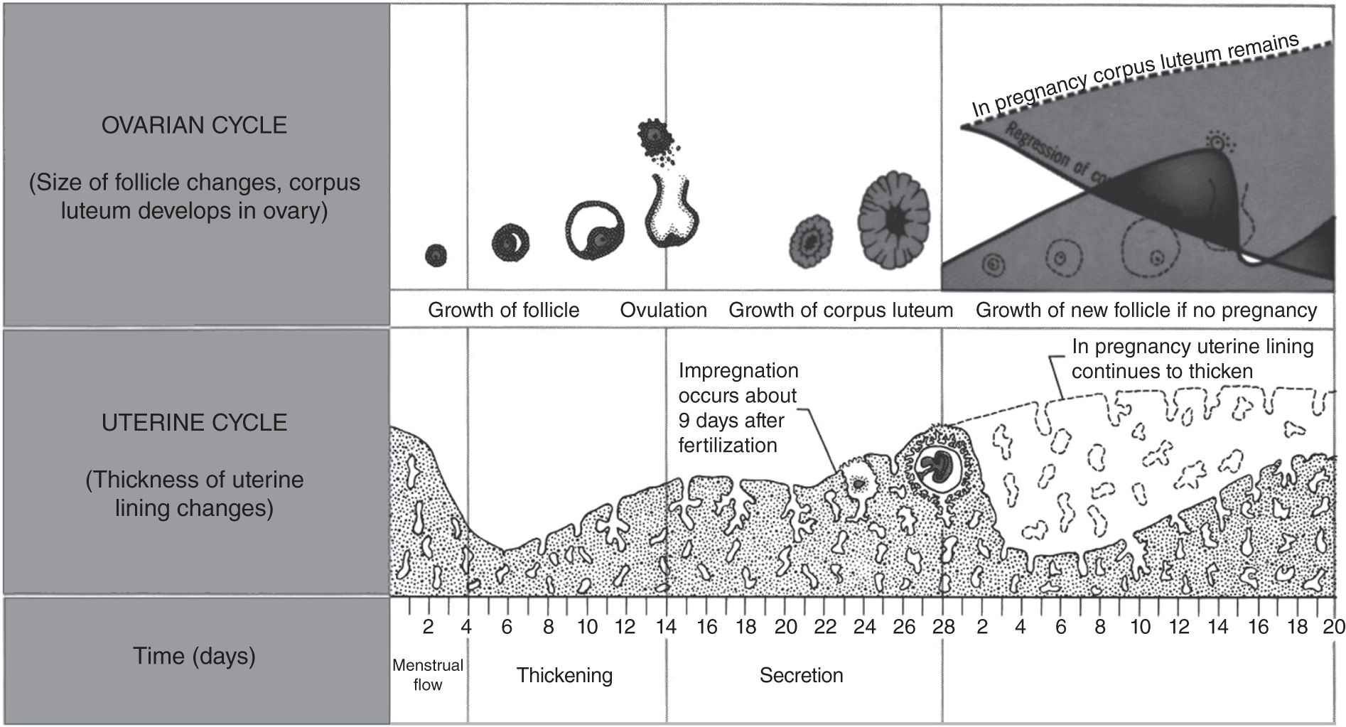 Monthly ovarian and uterine cycles. Four hormones are involved: FSH (follicle stimulating hormone) causes the maturity of the egg; estradiol causes the uterine lining to grow thicker; LH (luteinizing hormone) causes ovulation; and progesterone helps prepare the lining of the uterus for the fertilized egg. This is the “ovarian” cycle.