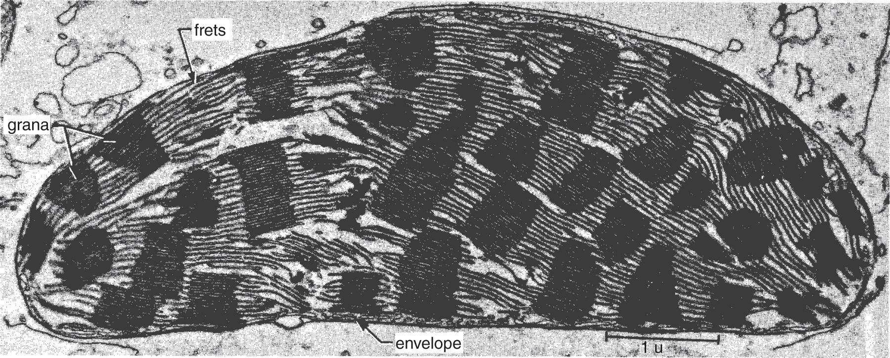 Electron micrograph of chloroplast from a corn plant. The photosynthetic membranes are arranged in stacks - within each chloroplast, all the photosynthetic membranes are connected, and they surround an interior space that contains hydrogen ions.