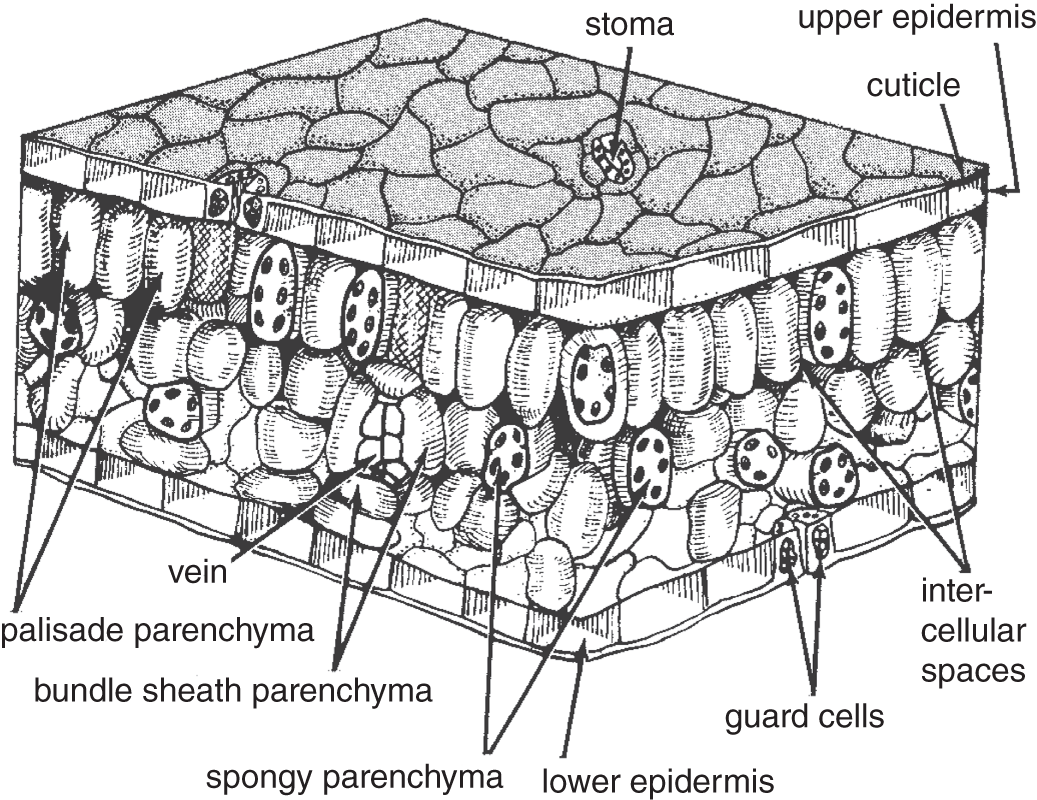 Three-dimensional diagram of a leaf section, depicting the external and internal structures.