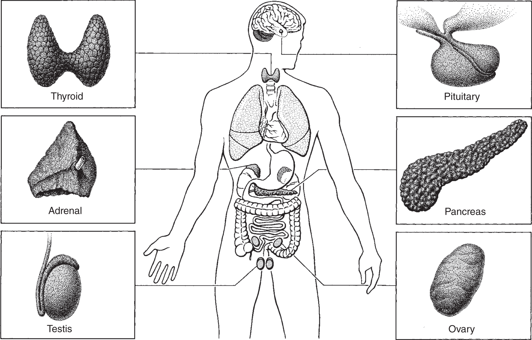 Location and the general appearance of important hormone-secreting glands in humans, including the adrenals, pancreas, pineal, parathyroids, ovaries, testes, thymus, and thyroid.