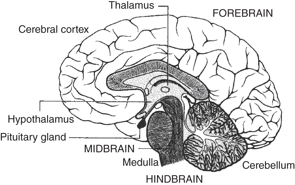 A cross section of the human brain depicting the location of the pituitary gland, thalamus, hypothalamus, medulla, and cerebellum.