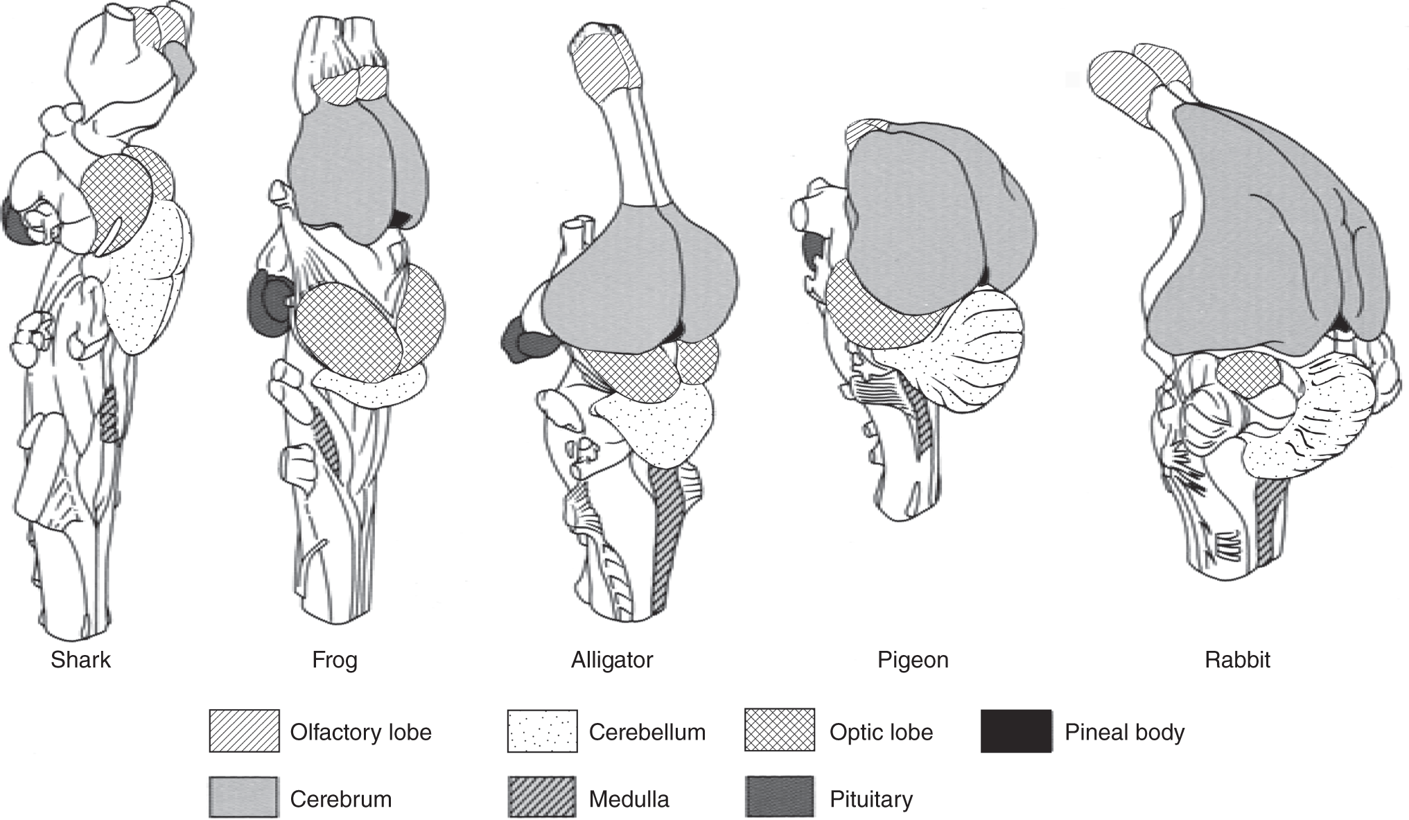 Diagram of the brains of five vertebrates depicting the varying sizes of different parts - Shark, frog, alligator, pigeon, and rabbit.