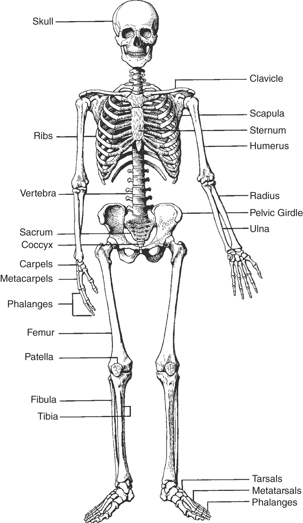 Diagram of a human skeleton with its labelled parts such as skull, ribs, vertebra, scapula, sternum, humerus, pelvic girdle, carpels, tarsals, and phalanges.