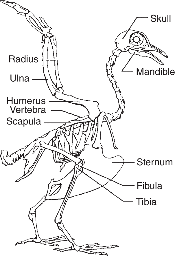 Diagram of a pigeon skeleton with its labelled parts such as the skull, mandible, radius, ulna, humerus, vertebra, scapula, sternum, fibula, and tibia.