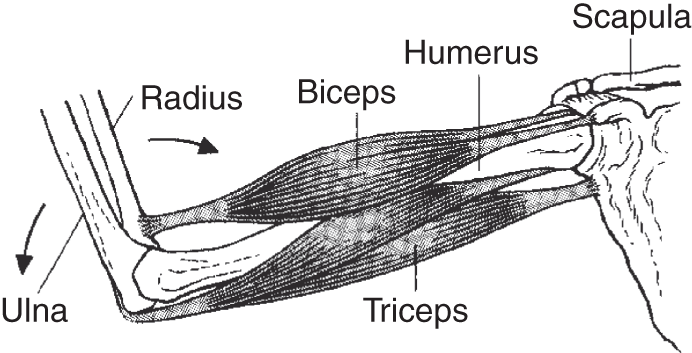 Diagram of the biceps and triceps that form an antagonistic muscle pair, composed of muscle cells, which look like long, thin fibers that are also called muscle fibers and myofibers.