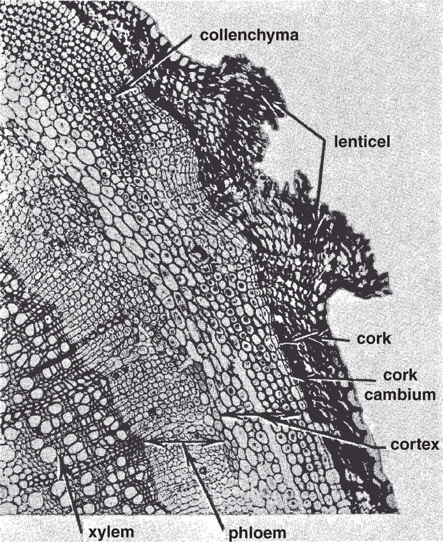 A cross section of an elderberry stem depicting the collenchyma, xylem, phloem, cortex, cork cambium, and cork. The vascular cambium consists of the first two layers of thin-walled cells on the phloem side of the xylem.