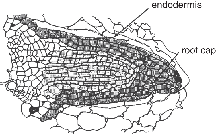 Diagram depicting how a young wheat root begins growing by pushing out through the cells of the cortex.