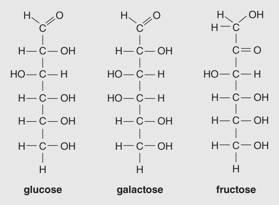 Structures of three isomeric hexoses - monosaccharide molecules of C6H12O6 - glucose, galactose, fructose. Although these have straight carbon chains, all six carbons are attached in a ring.