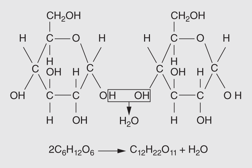 The dehydration reaction involving two molecules of glucose. When two simple sugars are bonded together, the product is a double sugar, or disaccharide.