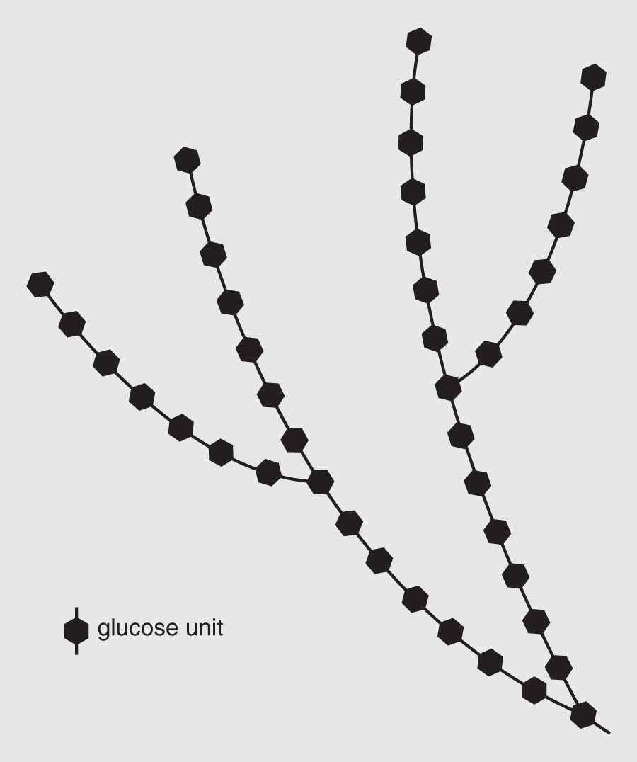 Structure of glycogen composed of long branching chains of glucose molecules. Strings of glucose units are often stored in this form.