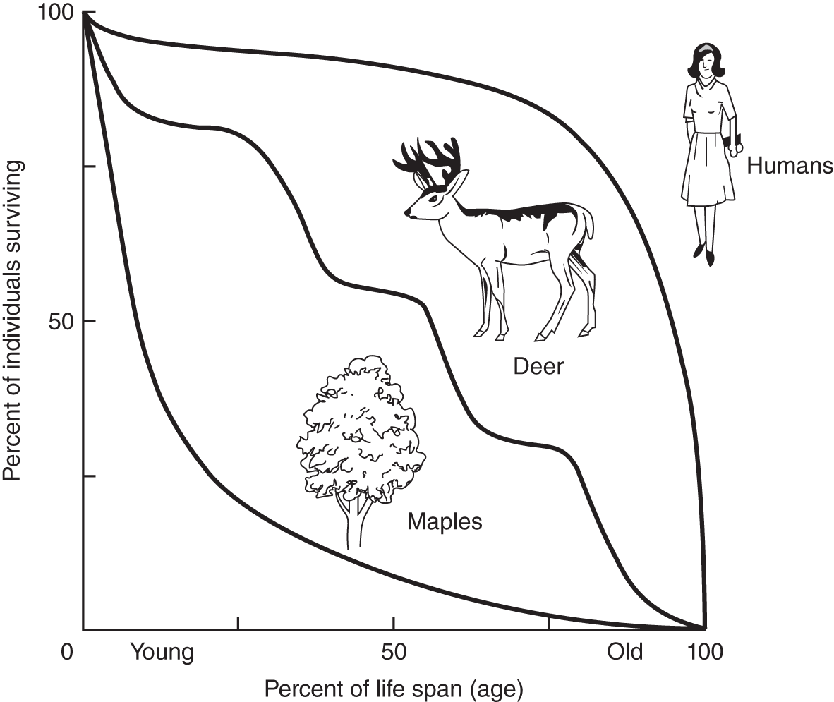 Graph depicting the survivorship curves for humans, deer, and maples - the percent of individuals surviving versus the percent of life span (age).