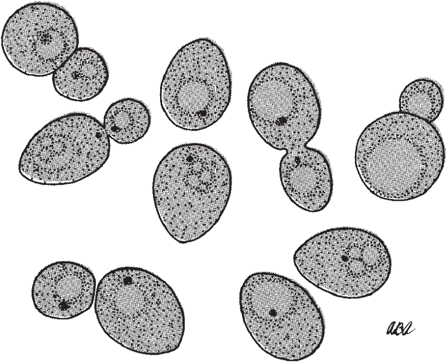 Diagram of yeast cells in various stages of budding that form hyphae with perforated septa, allowing the cytoplasm and organelles such as ribosomes, mitochondria, and nuclei to flow from one cell to another.