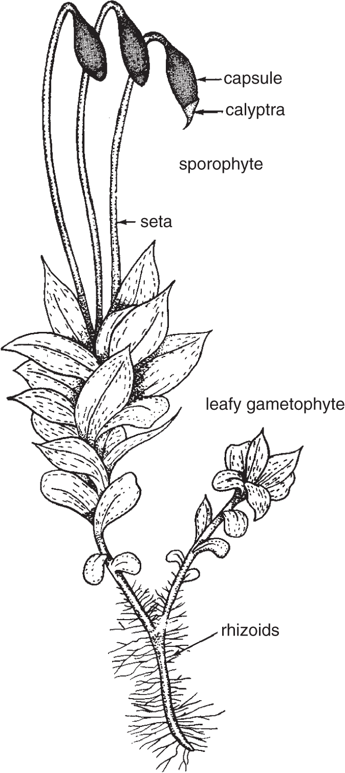 The moss gametophyte possessing rhizoids, leafy gametophytes, and attached sporophytes. The same plant has sporophyte that grows from the gametophyte.