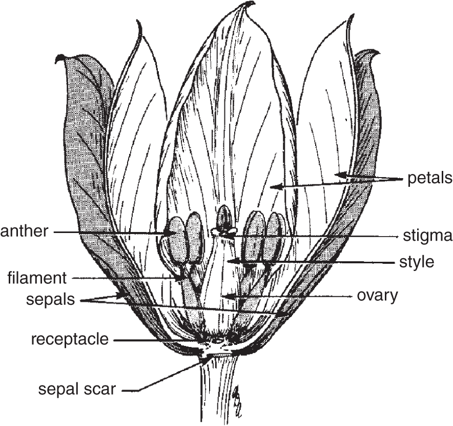 Diagram of a tulip flower, depicting different floral parts such as petals, anther, stigma, sepals, filament, style, ovary, and receptacle.