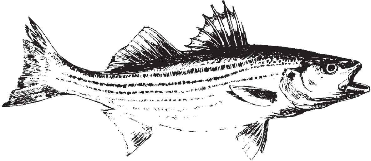 Picture of a fish variety called striped bass that has internal gills, fins, and body scales.