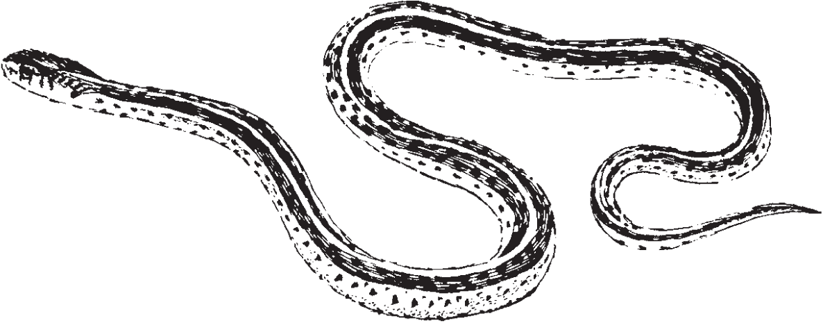 Picture of a garter snake of the reptile family that can live both on land and in water.