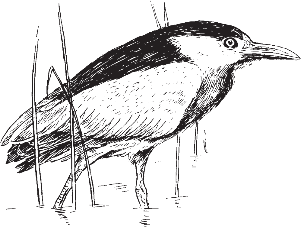 Picture of a black-crowned night heron that belongs to the bird family; they regulate their body temperature, in large part by means of their metabolism.