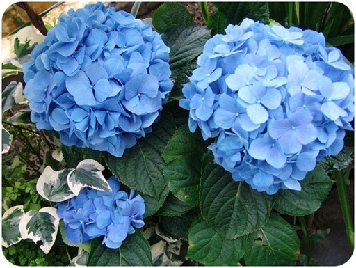 Hydrangeas