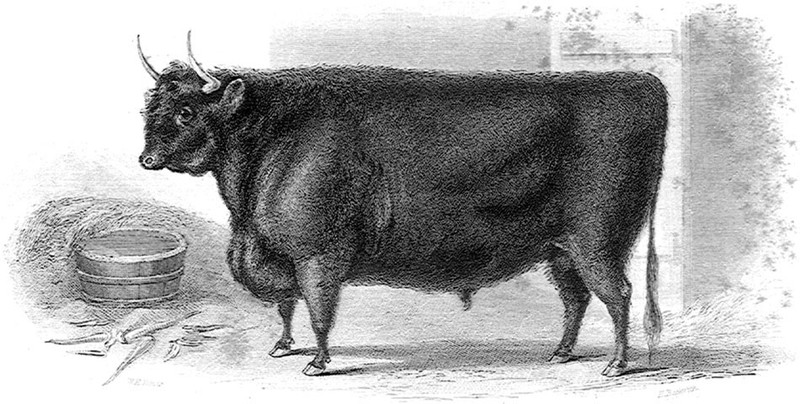 A West Highland Ox