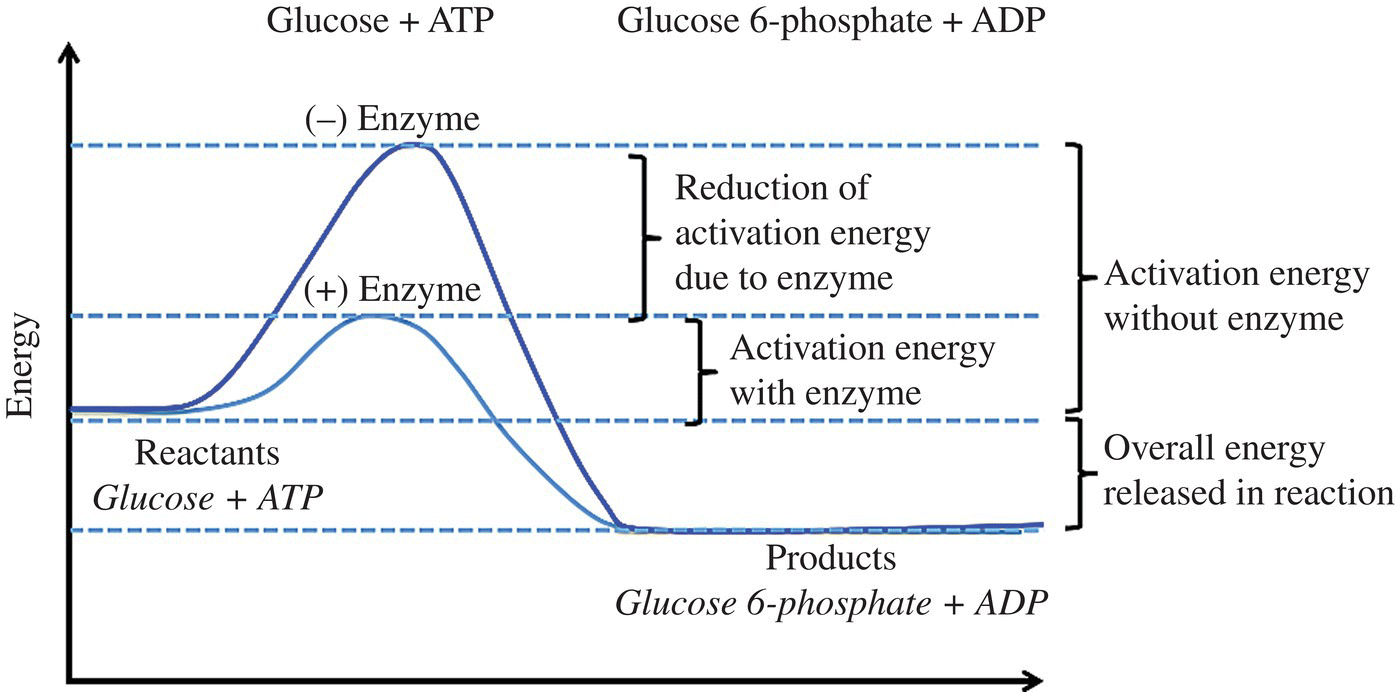 Graph of the effect of an enzyme catalyst on energy of a reaction displaying two curves.