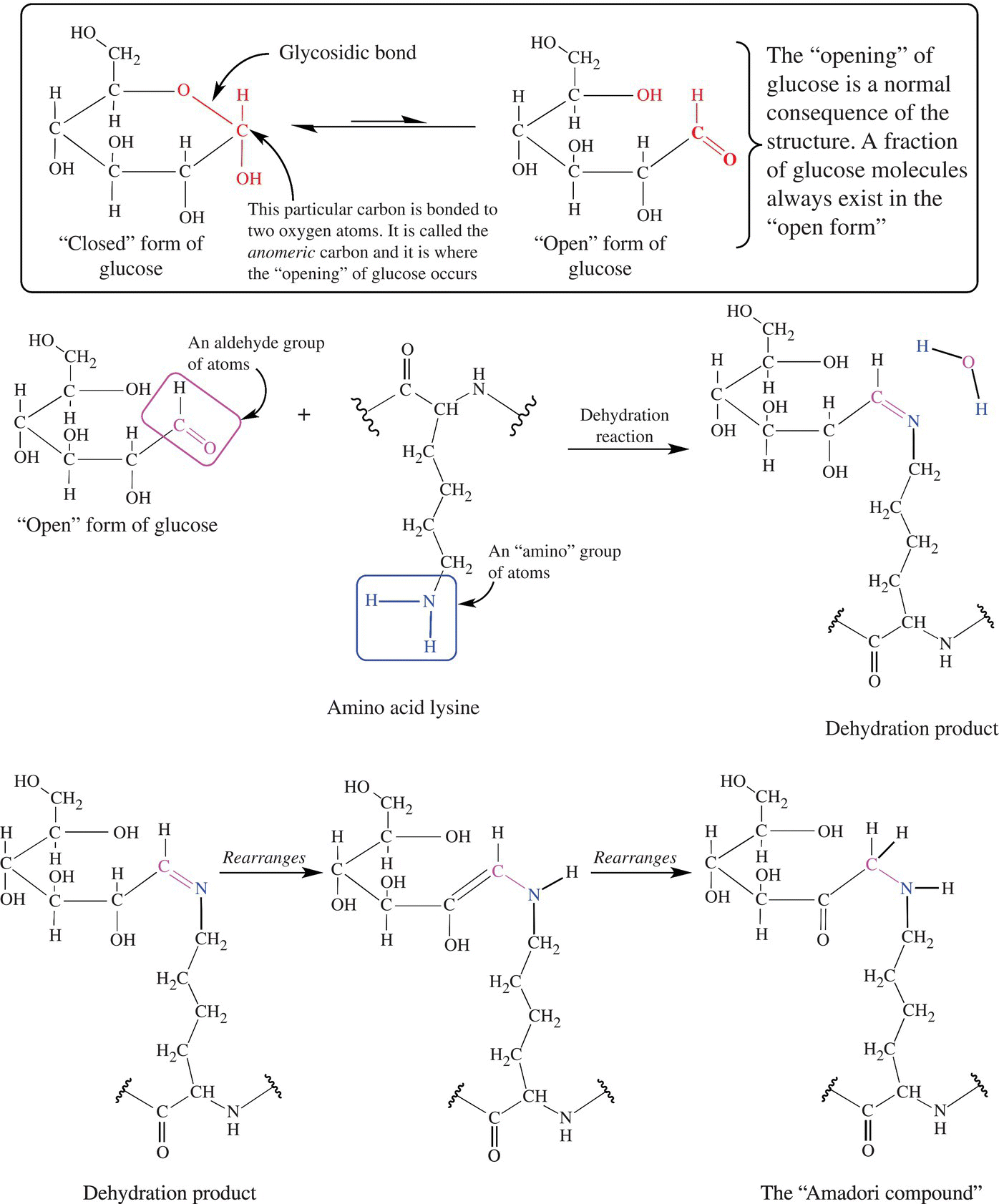 Schematic illustrating six structural formulas of the Maillard reaction with a box on top displaying the structural formulas for closed form of glucose (left) and open form of glucose (right). 