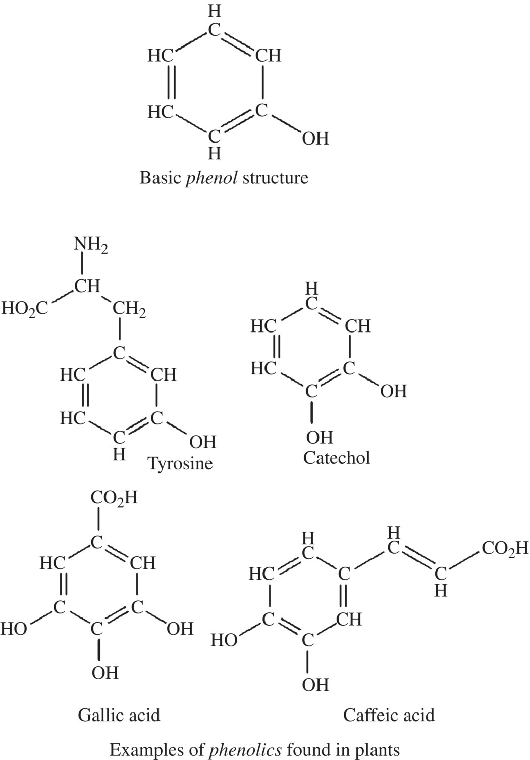 Schematic illustrating phenols displaying structural formulas of basic phenol structure, tyrosine, catechol, gallic acid, and caffeic acid.