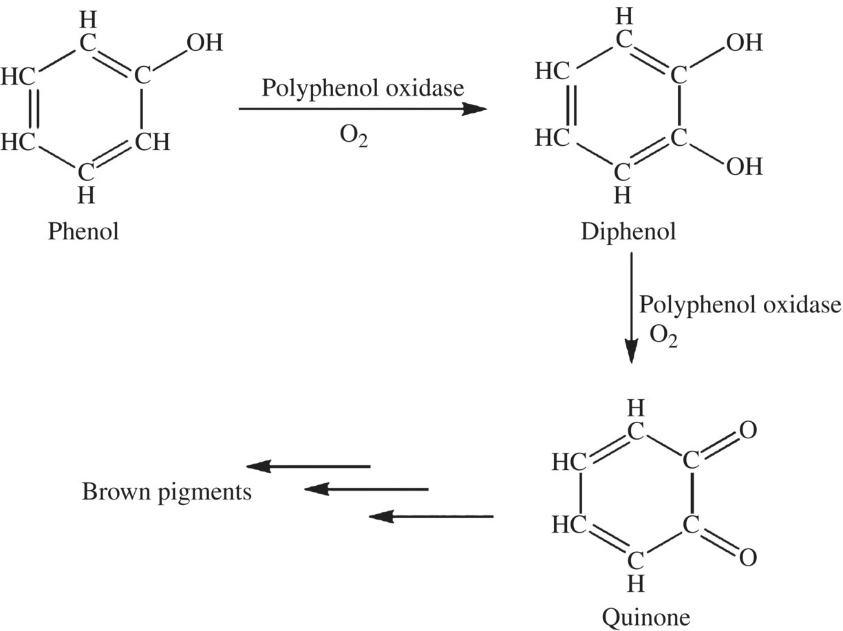 Schematic illustrating enzyme-catalyzed browning displaying structural formulas of phenol, diphenol, and quinone.