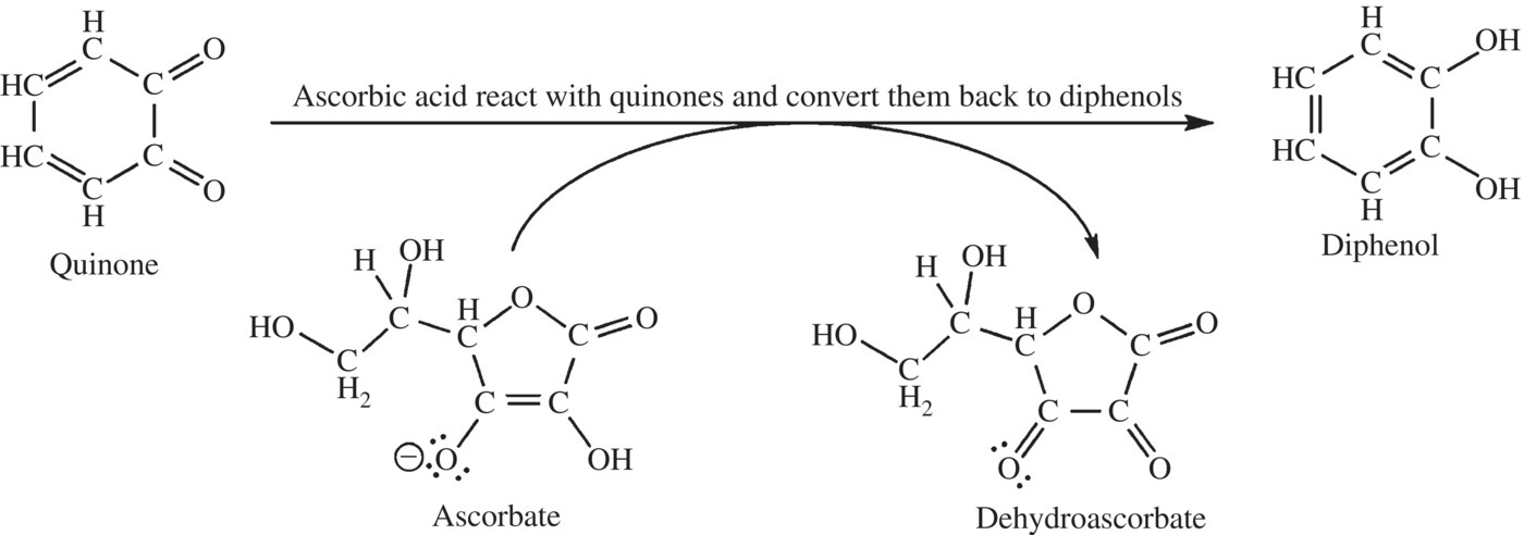 Structural formulas illustrating reaction of ascorbic acid (ascorbate and dehydroascorbate) with quinones and converting them back to diphenols.