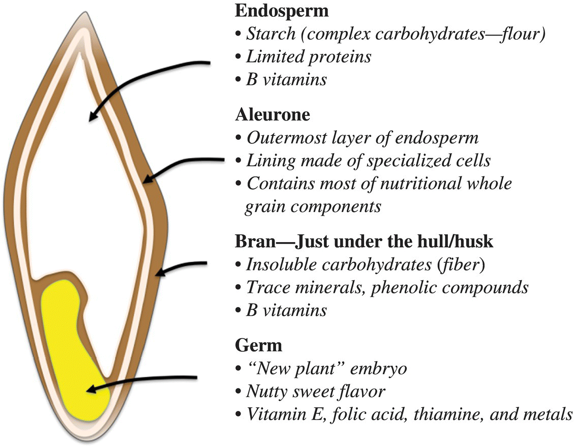 Schematic of the anatomy of a grain, with arrows depicting endosperm, aleurone, bran, and germ. Each part has bulleted descriptions.