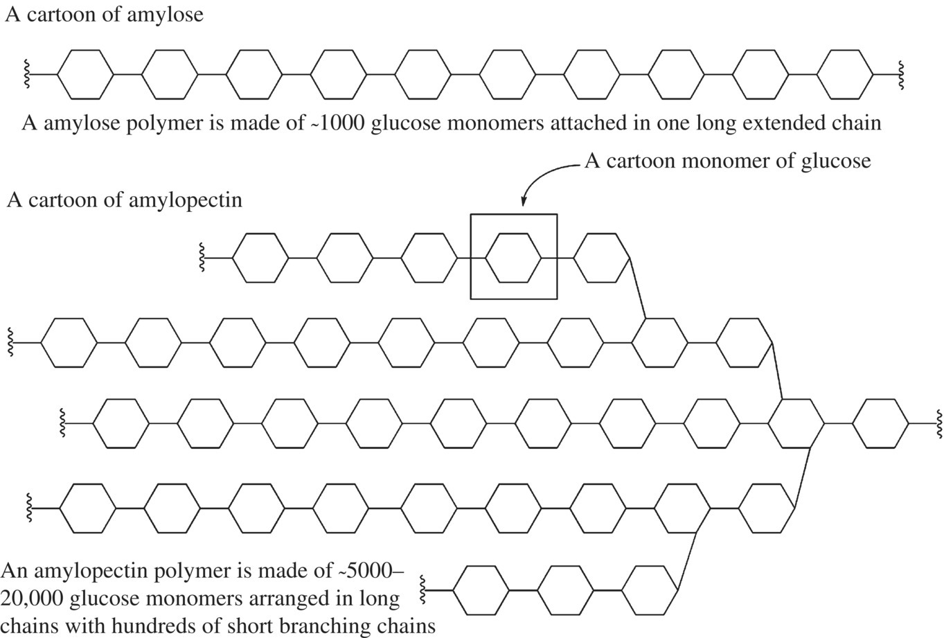 Cartoons of amylose polymer made of ˜1000 glucose monomers attached in one long extended chain and amylopectin polymer made of ˜5000–20,000 glucose monomers arranged in long chains with short branching chains.