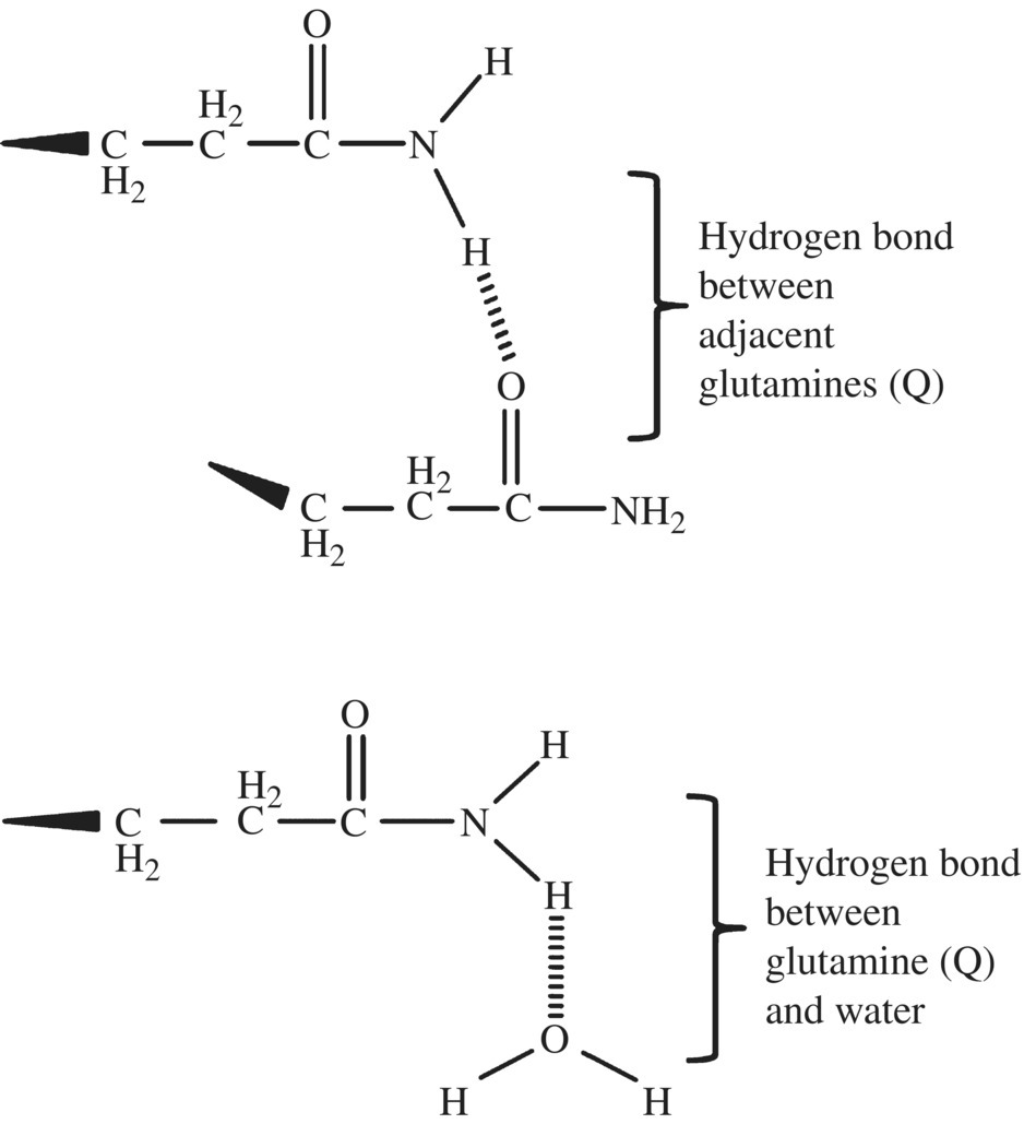 Chemical structures depicting hydrogen bond between adjacent glutamines (Q) and hydrogen bond between glutamine (Q) and water.