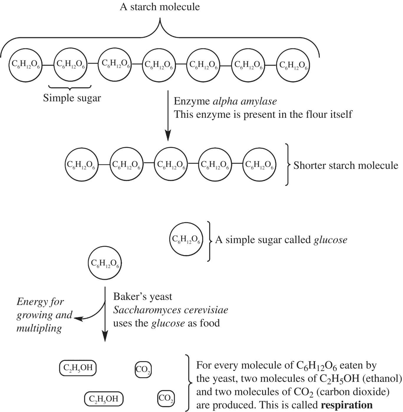 Schematic flow of yeast metabolism. Yeast breaks down complex starches to sugar. Baker’s yeast uses the glucose as food for respiration, producing ethanol and carbon dioxide.