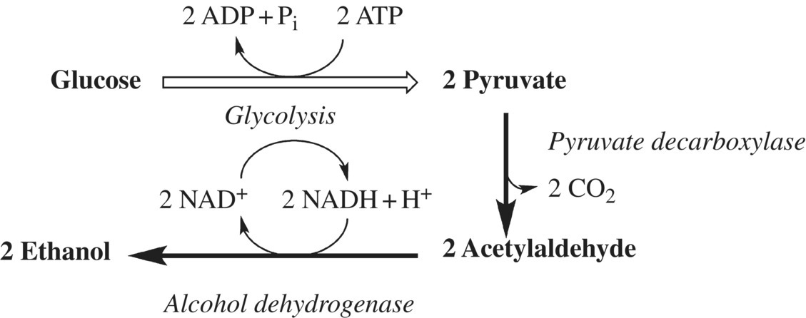 Schematic flow of ethanol production in yeast from glucose to 2 pyruvate through glycolysis to 2 acetaldehyde through pyruvate decarboxylase to 2 ethanol through alcohol dehydrogenase.