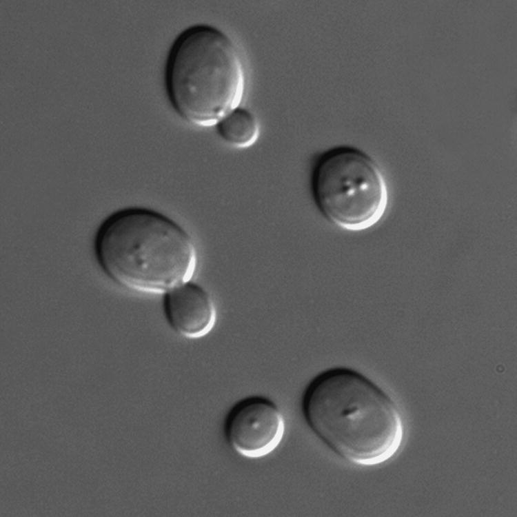 Image of Saccharomyces cerevisiae or baker’s yeast under DIC microscopy.