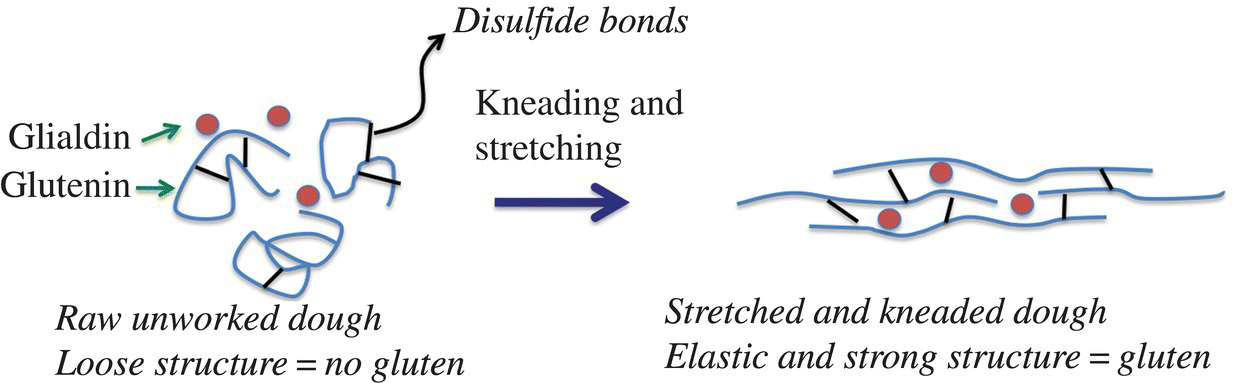 Schematic flow from raw unworked dough without gluten to elastic and strong structure of dough with gluten after kneading and stretching. Disulfide bonds, glialdin, and glutenin are indicated.