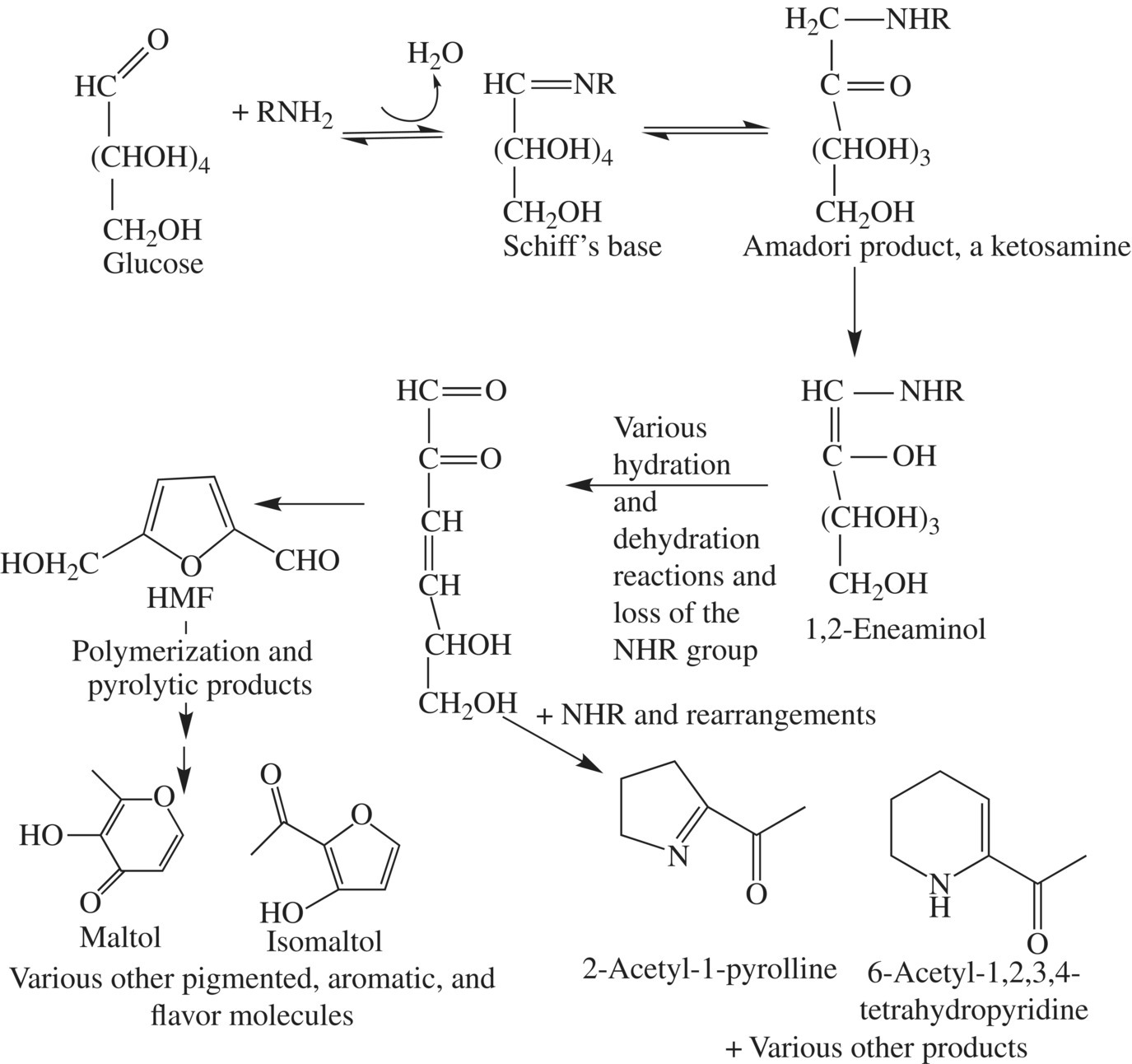 Schematic flow of browning reactions forming brown crusts of bread.