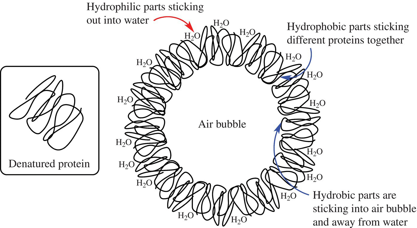 Schematic of denatured protein coagulating around an air bubble indicating hydrophilic parts, hydrophobic parts, and hydrobic parts.