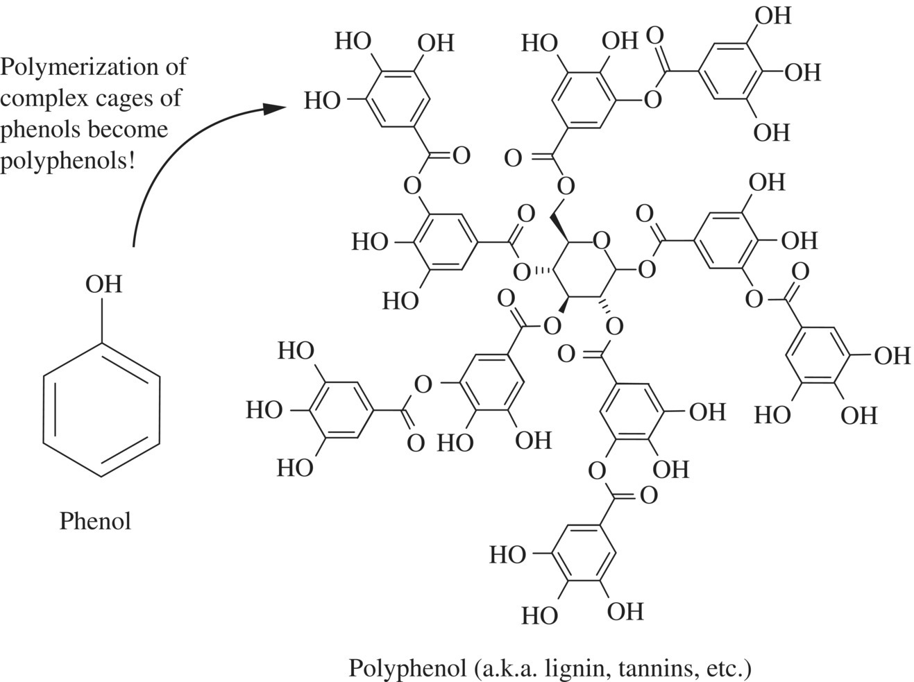 Structural formulas of phenol (left) and polyphenol (right) with an arrow from the phenol indicating that polymerization of complex cages of phenols become polyphenols.