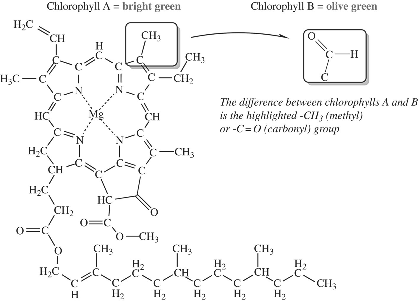 Structural formulas of two chlorophylls A (bright green) and B (olive green).