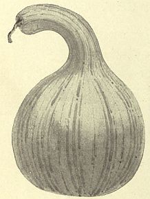 gourd