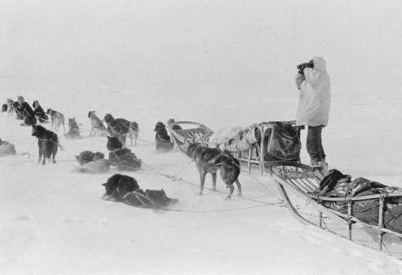 A Point Hope hunter glasses the hills for caribou as the dog teams rest. . . .