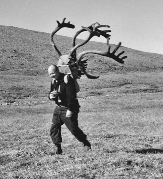 Biologist William Pruitt packs caribou antlers back to. . .