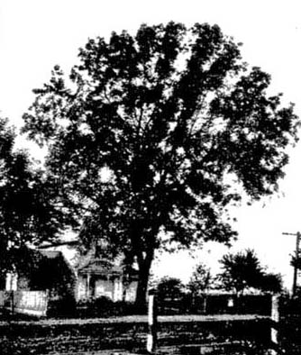 A California Black Walnut