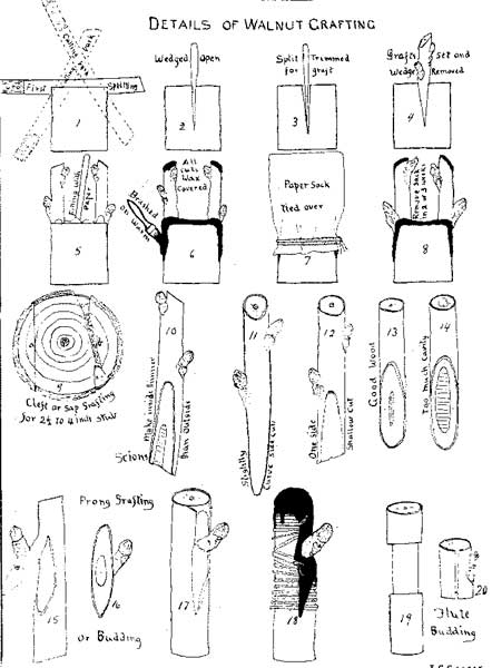 Details of Walnut Grafting