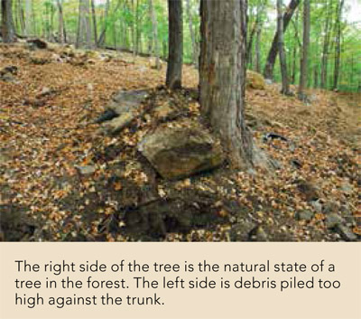 The right side of the tree is the natural state of a tree in the forest. The left side is debris piled too high against the trunk.