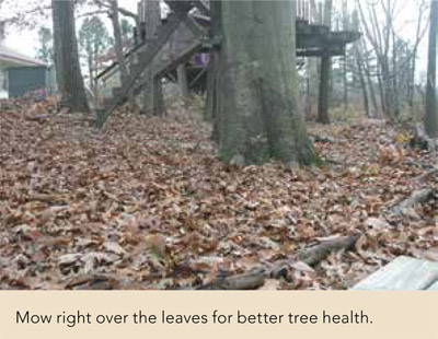 Mow right over the leaves for better tree health.